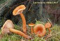 Lactarius aurantiofulvus-amf1102